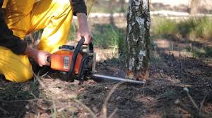 Trusted Fairfield Harbour, NC Tree Removal and Landscaping Services Experts